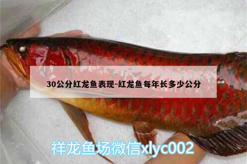 30公分紅龍魚表現:紅龍魚每年長多少公分