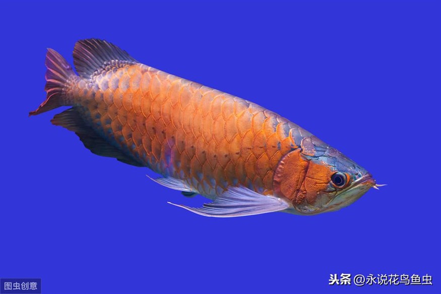 魚缸過濾器選購指南:自制魚缸過濾器魚缸上置過濾器對于養(yǎng)魚愛好者的必備知識 印尼紅龍魚怎么養(yǎng) 紅龍魚百科 印尼紅龍魚怎么養(yǎng) 印尼紅龍魚怎么養(yǎng) 紅龍魚百科