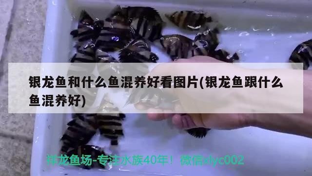銀龍魚和什么魚混養好看圖片(銀龍魚跟什么魚混養好)