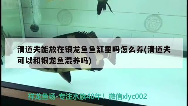 清道夫能放在銀龍魚魚缸里嗎怎么養(清道夫可以和銀龍魚混養嗎)