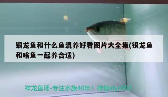 銀龍魚和什么魚混養好看圖片大全集(銀龍魚和啥魚一起養合適)