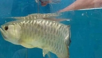 金龍魚品種價格表 龍魚百科 第1張 金龍魚品種價格表 金龍魚品種價格表 龍魚百科 第1張