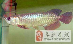 養紅龍魚缸背景什么顏色好看呢（養紅龍魚缸背景什么顏色好看呢圖片）