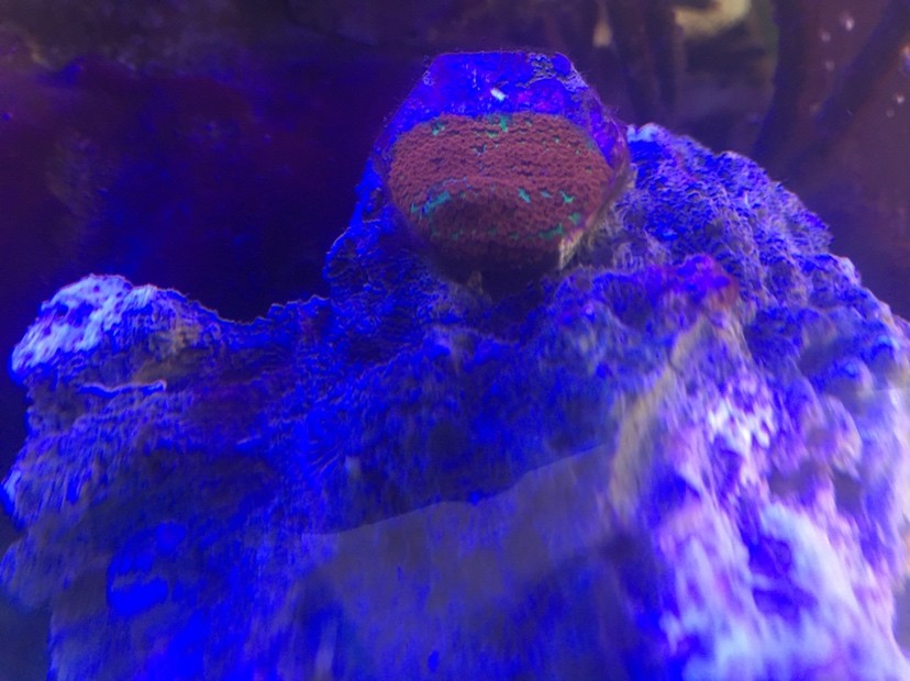 打洞蝦虎魚
