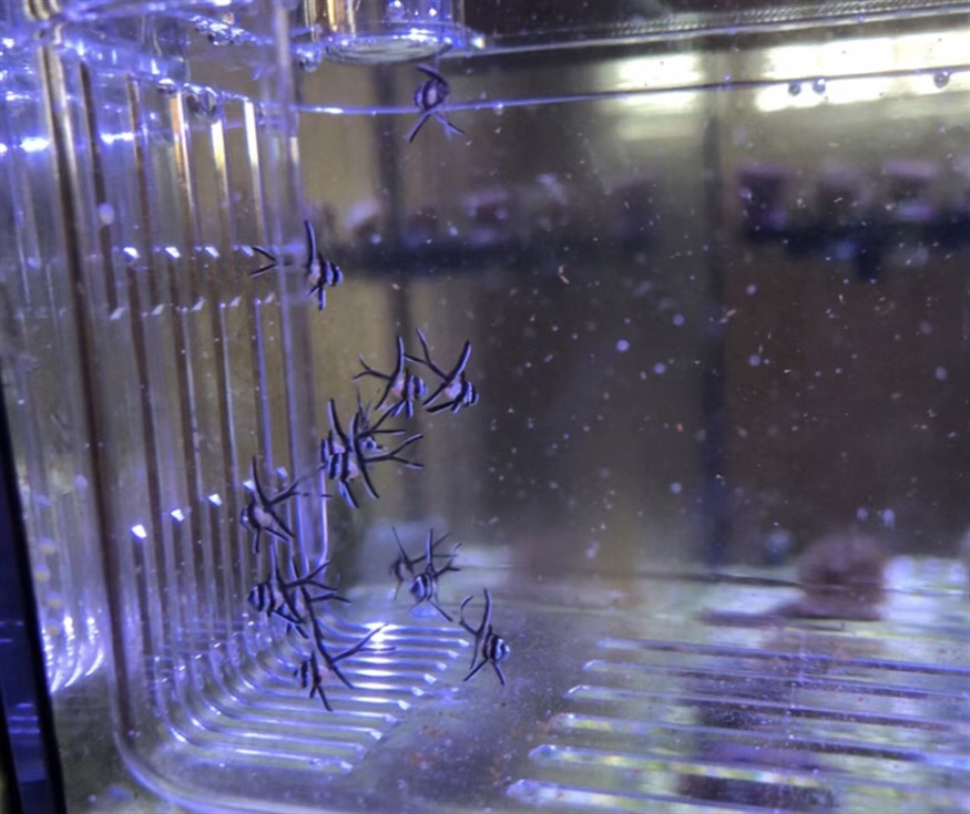 打洞蝦虎魚