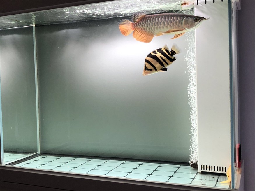 這是個什么虎魚？
