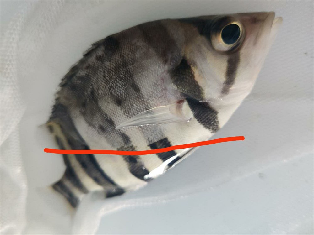 虎魚水霉病