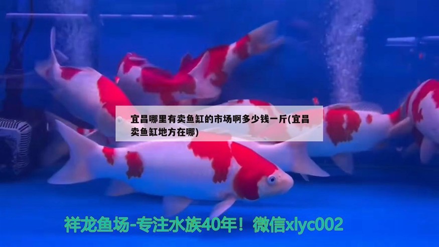 宜昌哪里有賣魚缸的市場啊多少錢一斤(宜昌賣魚缸地方在哪)
