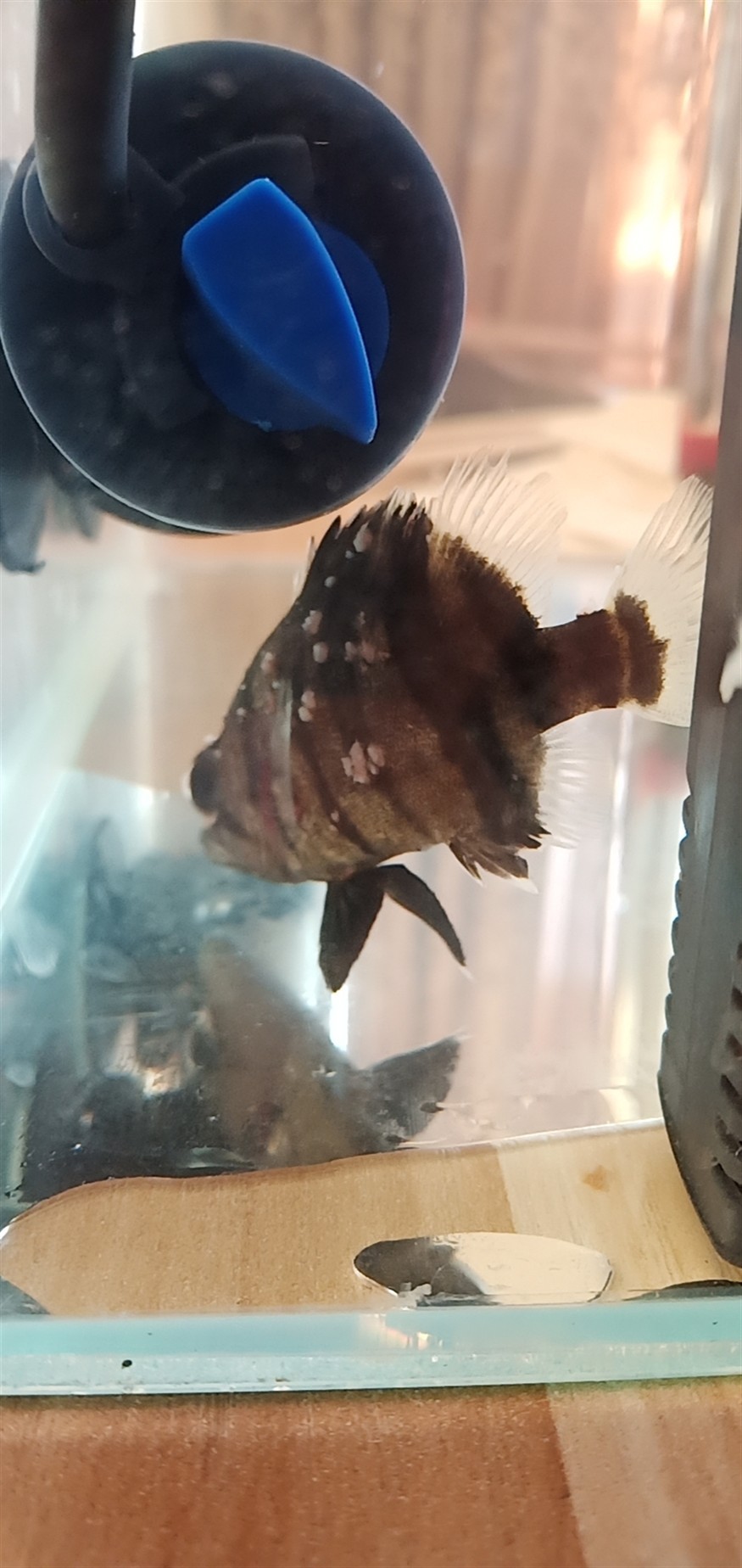 救命啊虎魚傷口長的這是什么怎么治療啊