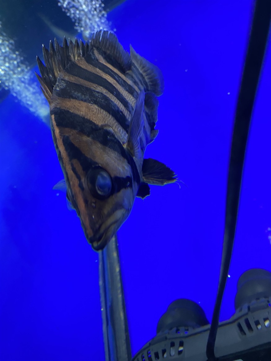 虎魚剛入缸就蒙眼怎么辦？