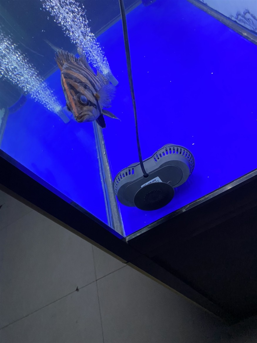 虎魚剛入缸就蒙眼怎么辦？