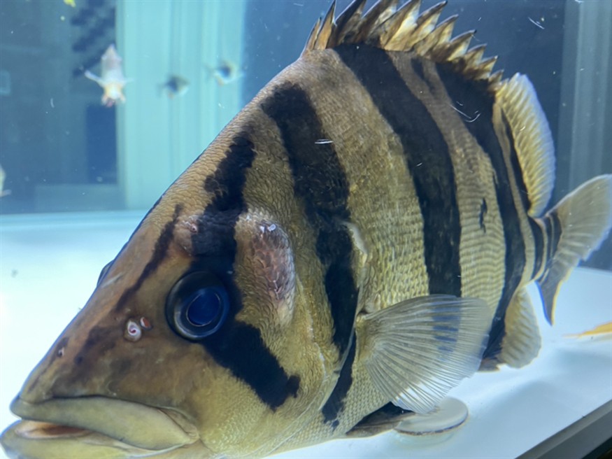 虎魚頭上長角了 虎魚百科 第1張 虎魚頭上長角了 虎魚頭上長角了 虎魚百科 第1張