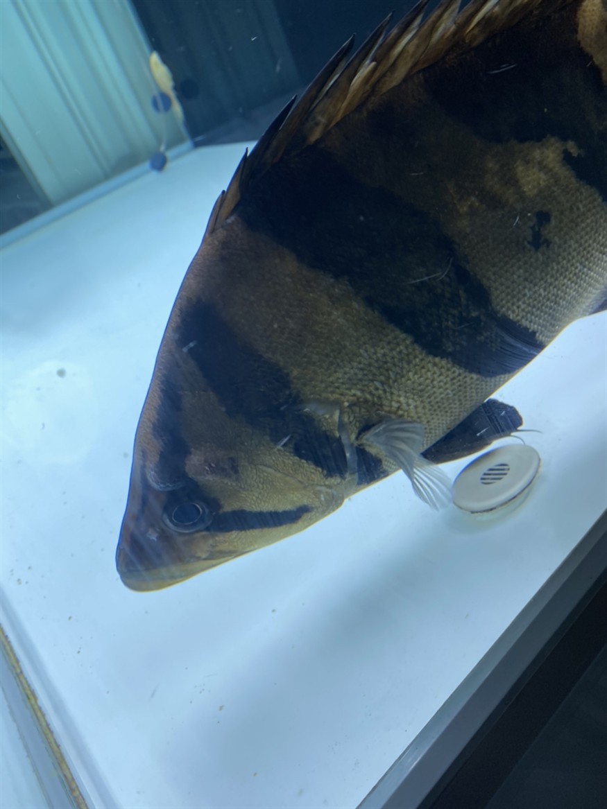 虎魚頭上長角了 虎魚百科 第2張 虎魚頭上長角了 虎魚頭上長角了 虎魚百科 第2張