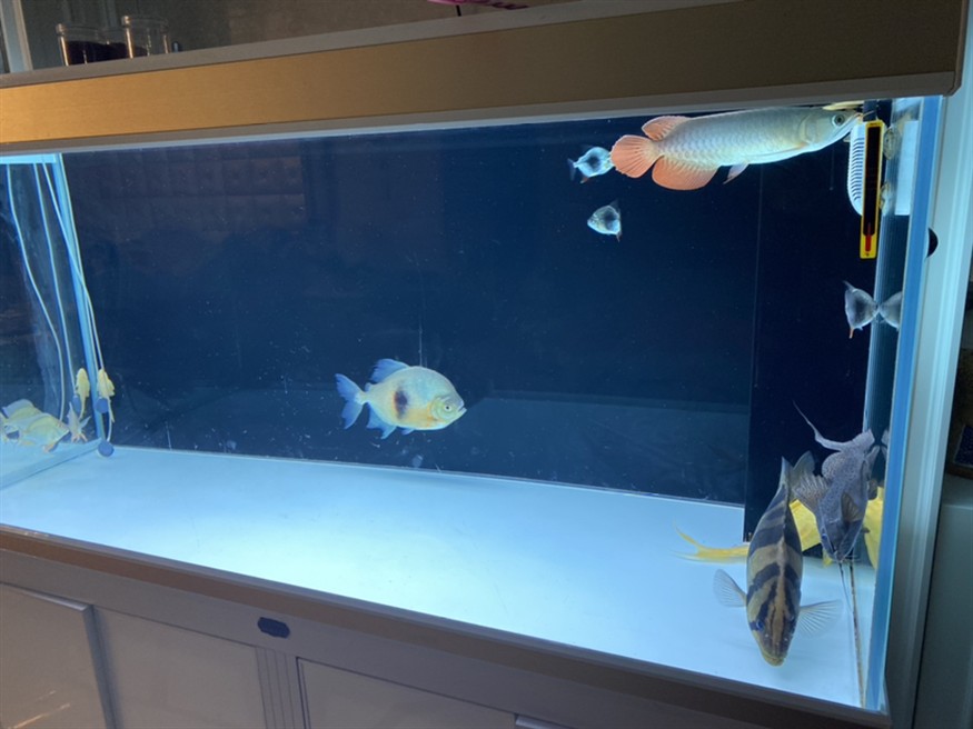 虎魚頭上長角了 虎魚頭上長角了 虎魚百科 第3張