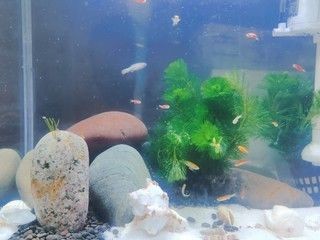 便宜好用的魚缸：如何挑選一個便宜又實用的魚缸 便宜好用的魚缸：如何挑選一個便宜又實用的魚缸 魚缸百科 第4張