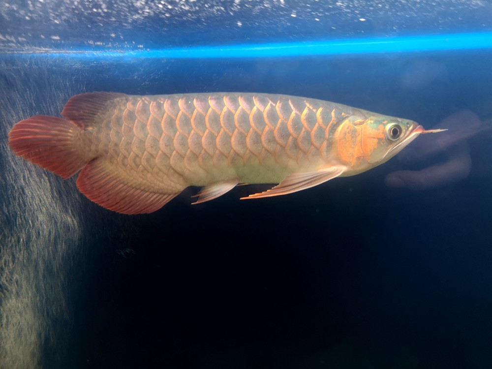 紅龍 赤瞳雪燕 虎魚(yú)混養(yǎng)高手請(qǐng)進(jìn) 虎魚(yú)百科 第1張 紅龍 赤瞳雪燕 虎魚(yú)混養(yǎng)高手請(qǐng)進(jìn) 紅龍 赤瞳雪燕 虎魚(yú)混養(yǎng)高手請(qǐng)進(jìn) 虎魚(yú)百科 第1張