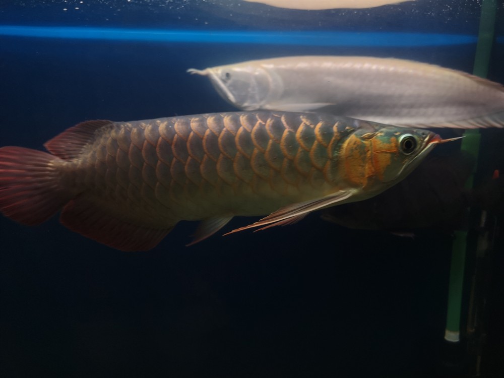紅龍 赤瞳雪燕 虎魚(yú)混養(yǎng)高手請(qǐng)進(jìn) 虎魚(yú)百科 第4張 紅龍 赤瞳雪燕 虎魚(yú)混養(yǎng)高手請(qǐng)進(jìn) 紅龍 赤瞳雪燕 虎魚(yú)混養(yǎng)高手請(qǐng)進(jìn) 虎魚(yú)百科 第4張