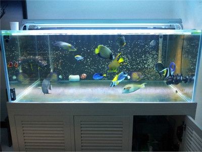 大魚缸怎么裝飾好看：大魚缸的裝飾方法