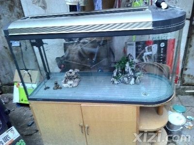 大魚缸怎么裝飾好看：大魚缸的裝飾方法