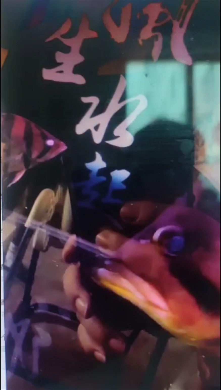 求救虎魚蒙眼如何治療？已升溫下鹽 求救虎魚蒙眼如何治療？已升溫下鹽 虎魚百科