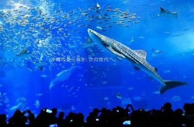 上海水族館，上海水族館內特色生物介紹上海水族館內特色生物介紹