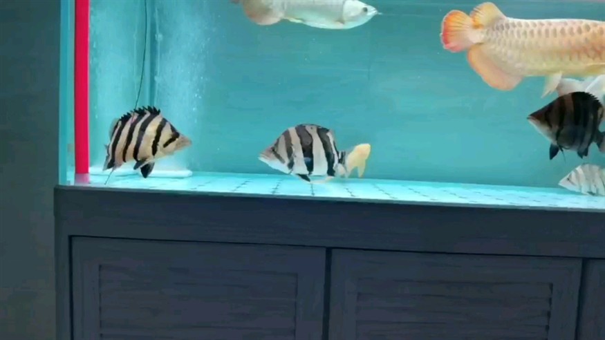 大神點評一下虎魚品相如何