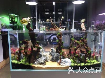 超大魚缸造景圖:超大客廳魚缸造景設計圖 魚缸百科 第3張 超大魚缸造景圖:超大客廳魚缸造景設計圖 超大魚缸造景圖:超大客廳魚缸造景設計圖 魚缸百科 第3張