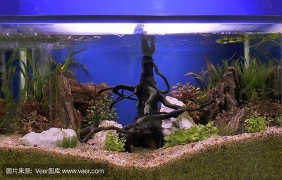 超大魚缸造景圖:超大客廳魚缸造景設計圖 魚缸百科 第2張 超大魚缸造景圖:超大客廳魚缸造景設計圖 超大魚缸造景圖:超大客廳魚缸造景設計圖 魚缸百科 第2張