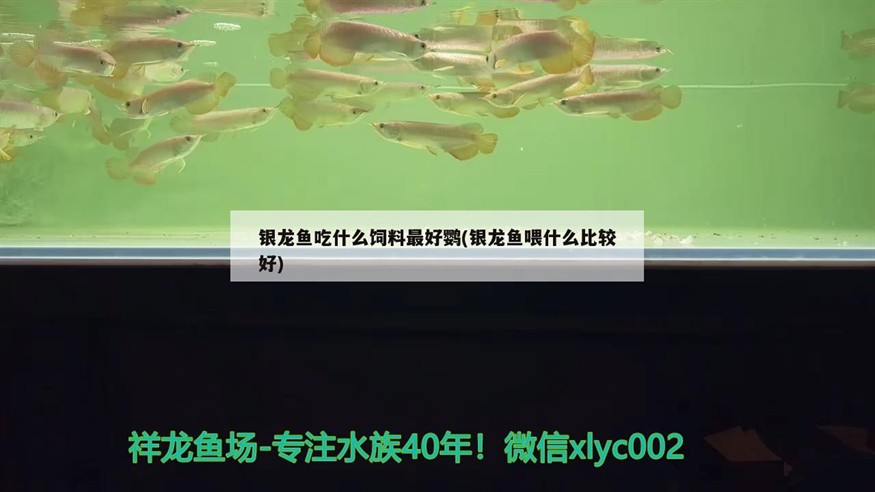銀龍魚吃什么飼料最好鸚(銀龍魚喂什么比較好) 銀龍魚吃什么飼料最好鸚(銀龍魚喂什么比較好) 銀龍魚百科