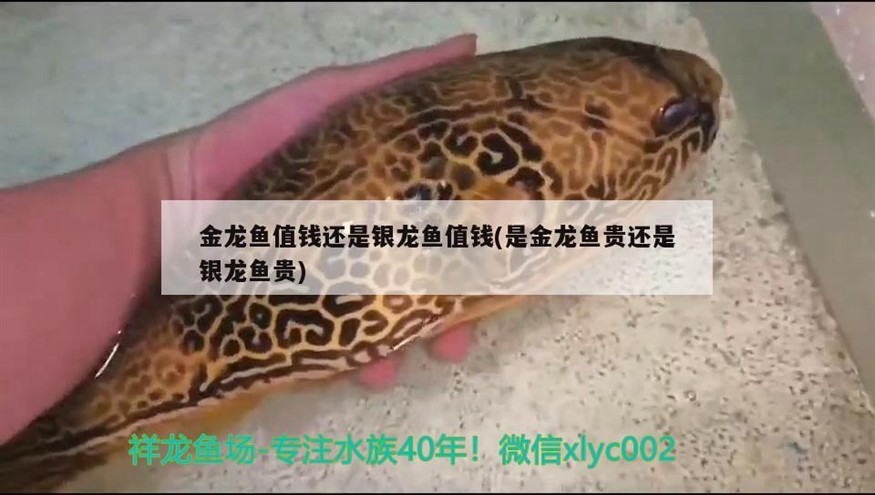 金龍魚值錢還是銀龍魚值錢(是金龍魚貴還是銀龍魚貴)