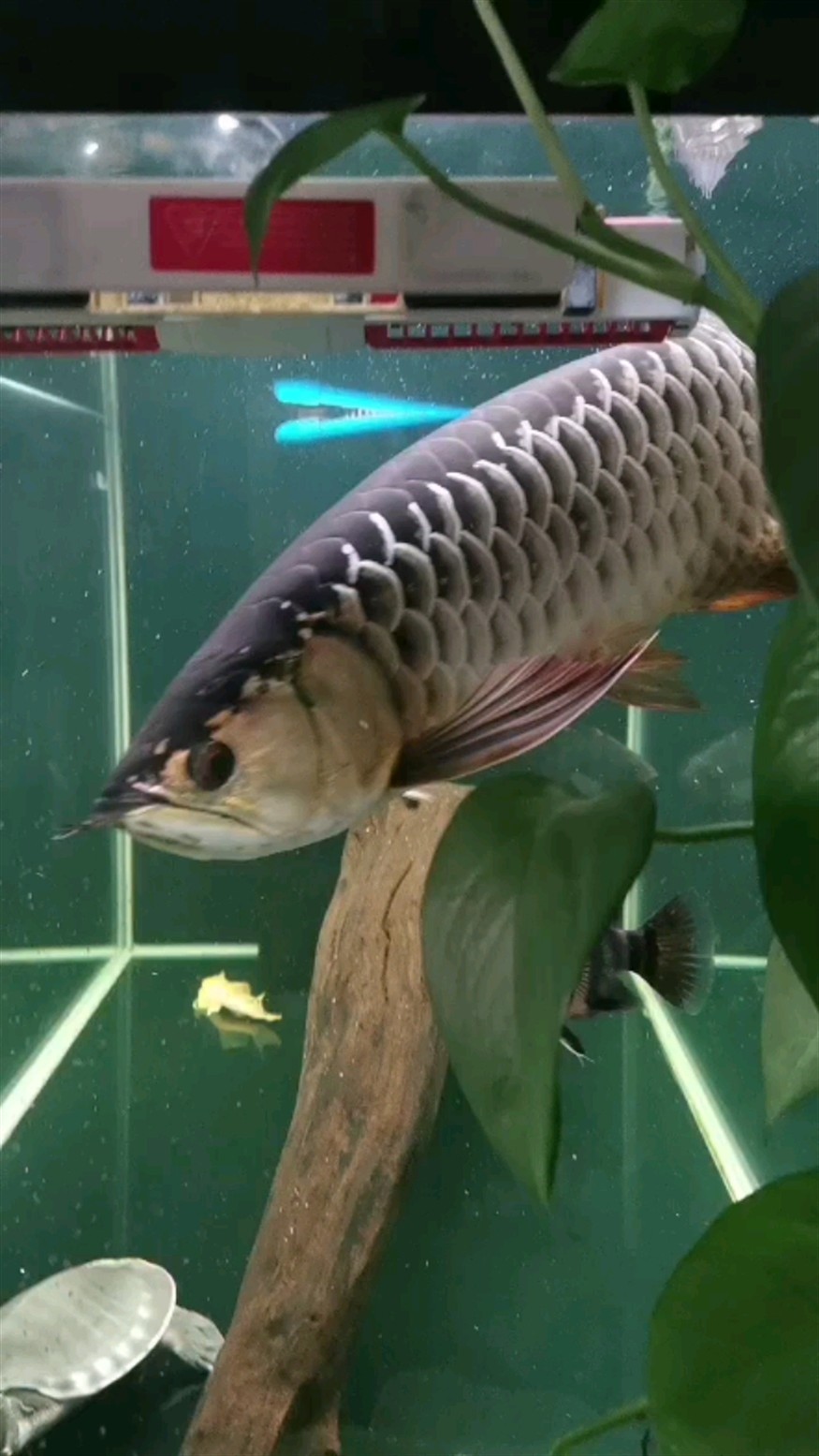 虎魚蒙眼有所恢復(fù) 虎魚蒙眼有所恢復(fù) 虎魚百科 第1張
