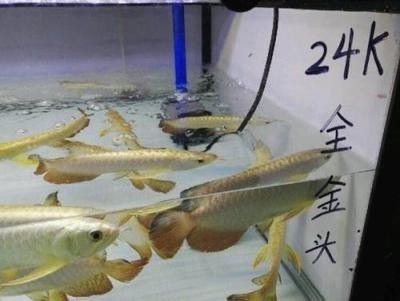 龍魚批發基地地址查詢