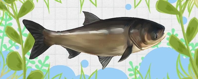 陰天釣鰱鳙好釣嗎釣深還是淺
