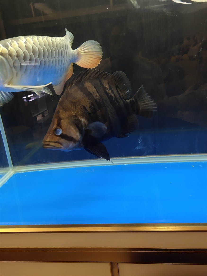 虎魚單邊蒙眼了