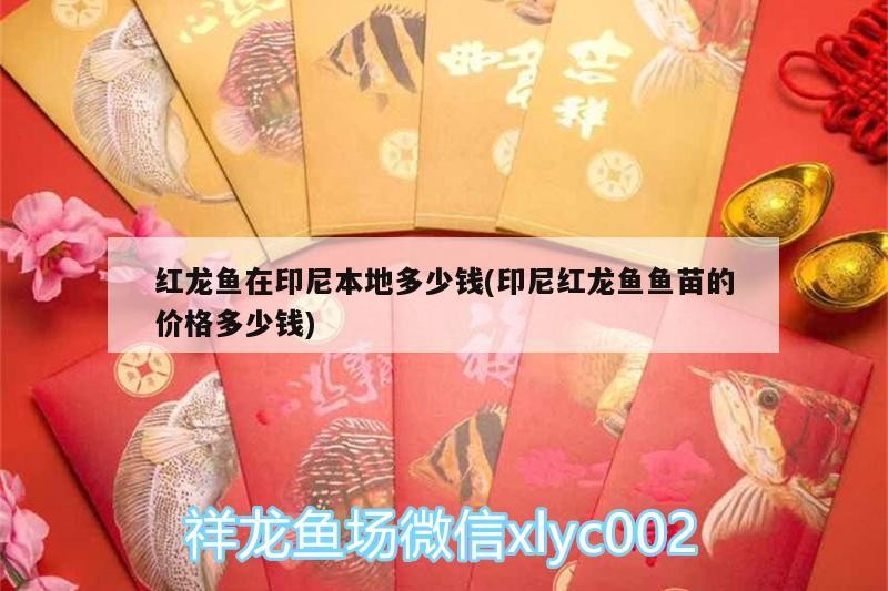 紅龍魚在印尼本地多少錢(印尼紅龍魚魚苗的價格多少錢)