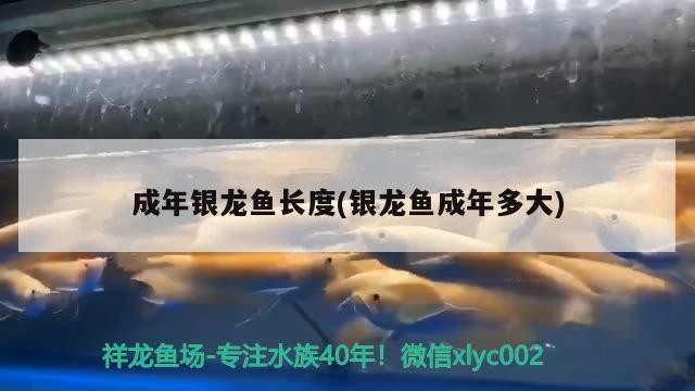 成年銀龍魚長度(銀龍魚成年多大)