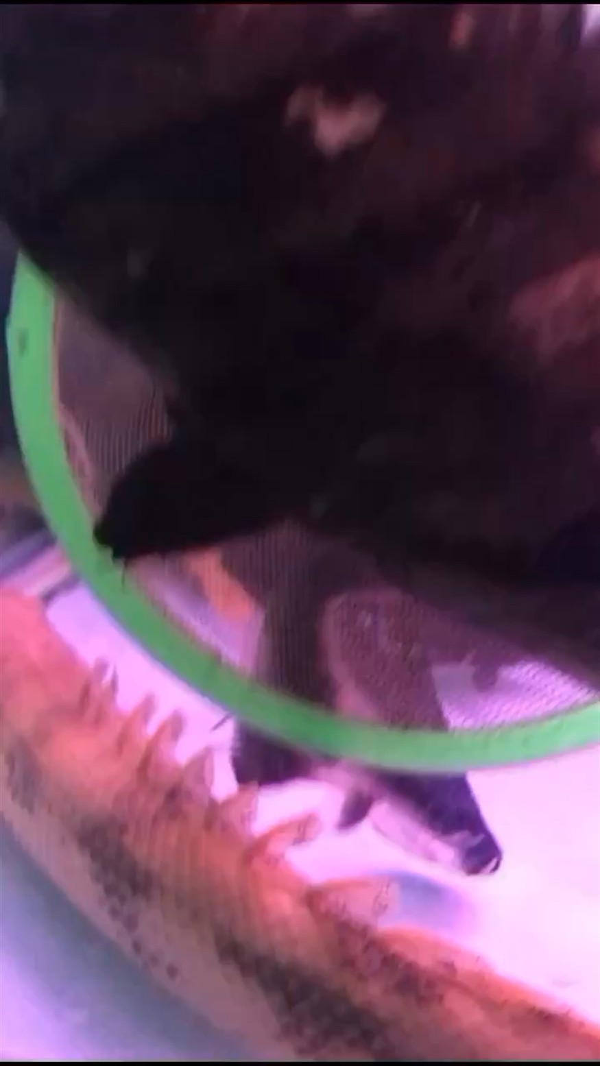 養到明虎上癮了請問這種虎魚能明嗎？
