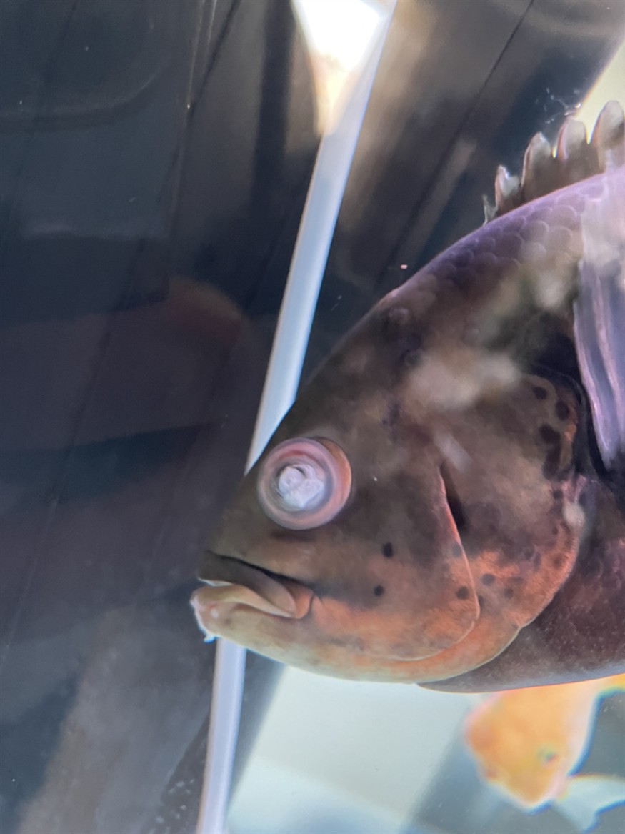 魚蒙眼被虎魚咬的