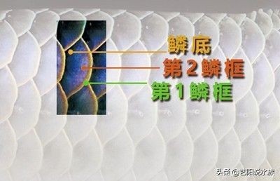 龍魚體色變淡的原因