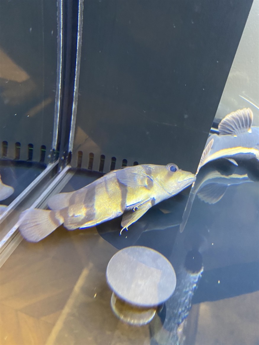 這是小虎魚失嘌了嘛？