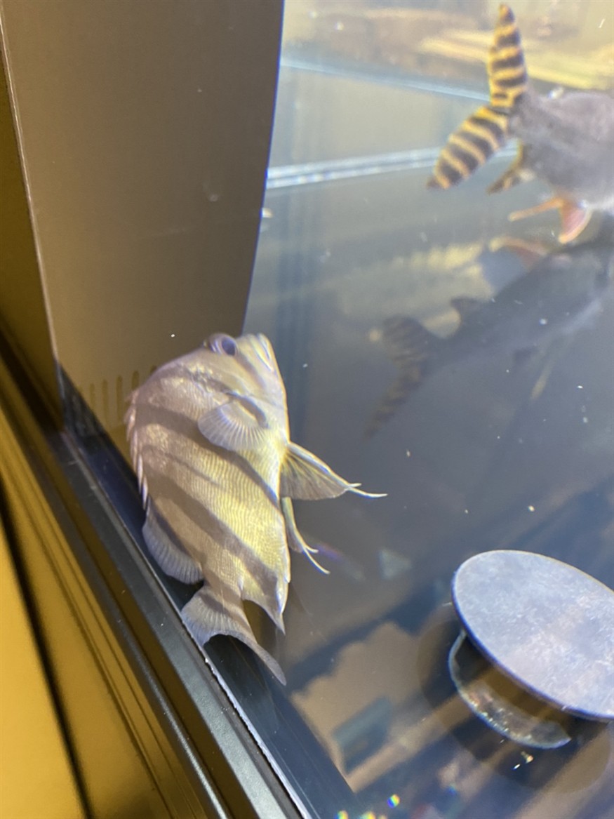 這是小虎魚失嘌了嘛？