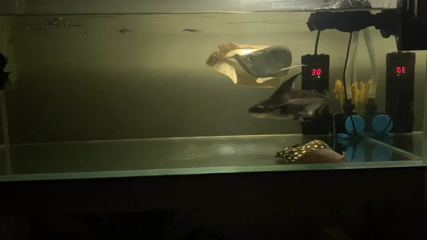 龍魚 虎魚 汗鯊 魟魚 這搭配挺合諧