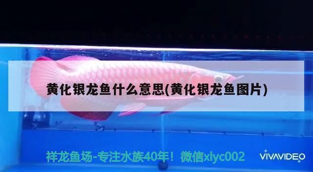 黃化銀龍魚(yú)什么意思(黃化銀龍魚(yú)圖片)