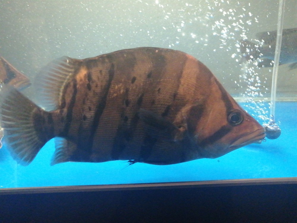 25公分大虎魚