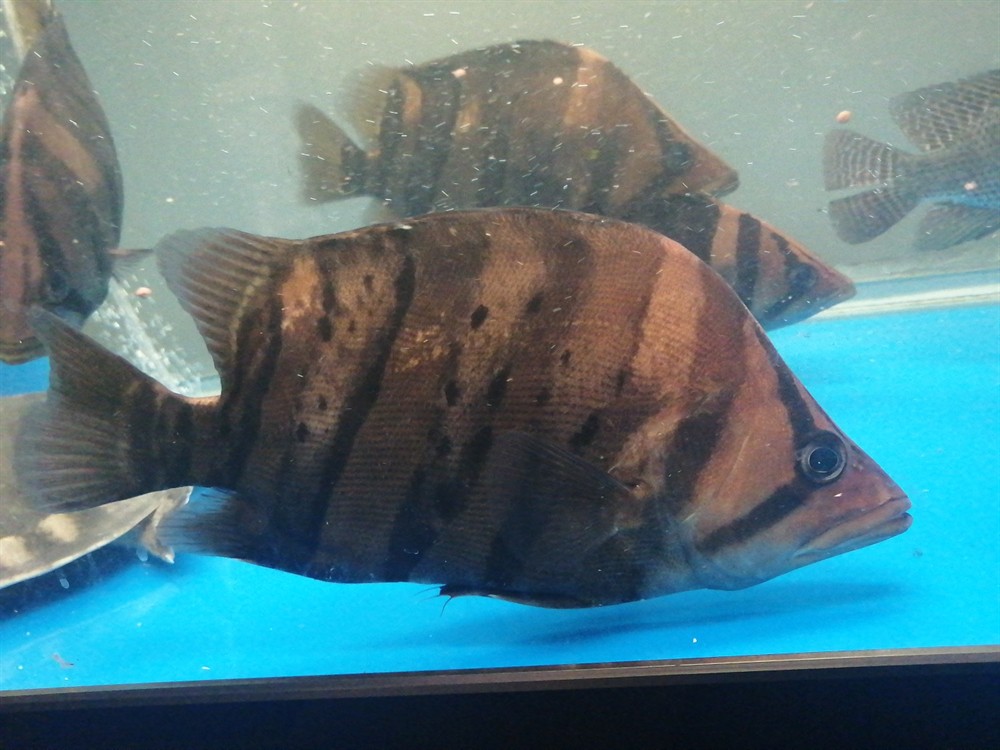 25公分大虎魚