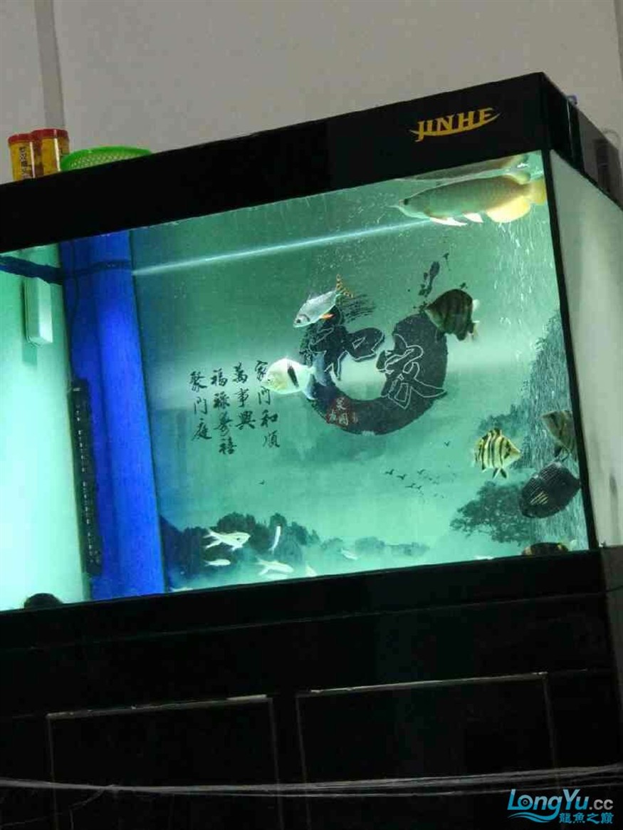 龍魚(yú)混養(yǎng)五虎