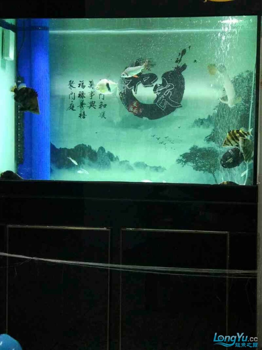 龍魚(yú)混養(yǎng)五虎
