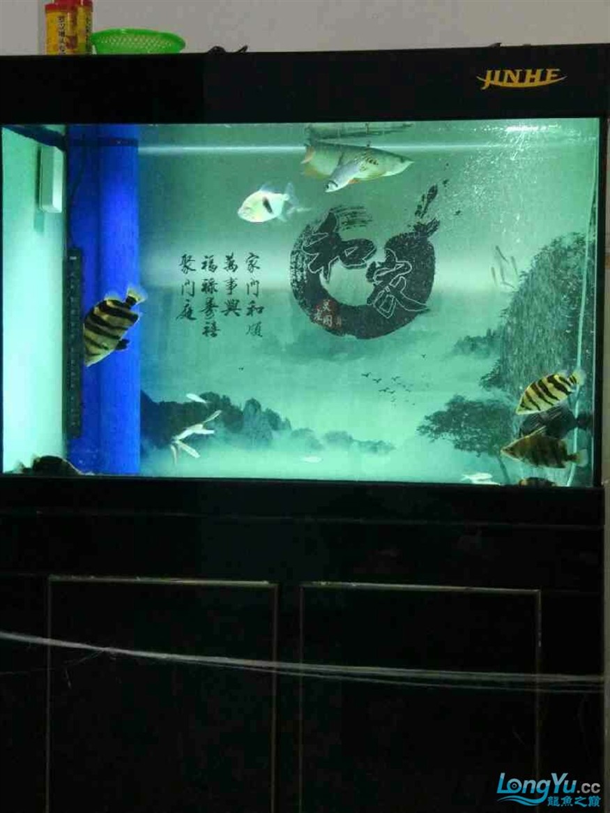 龍魚(yú)混養(yǎng)五虎