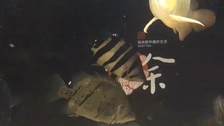這只虎魚有點牛