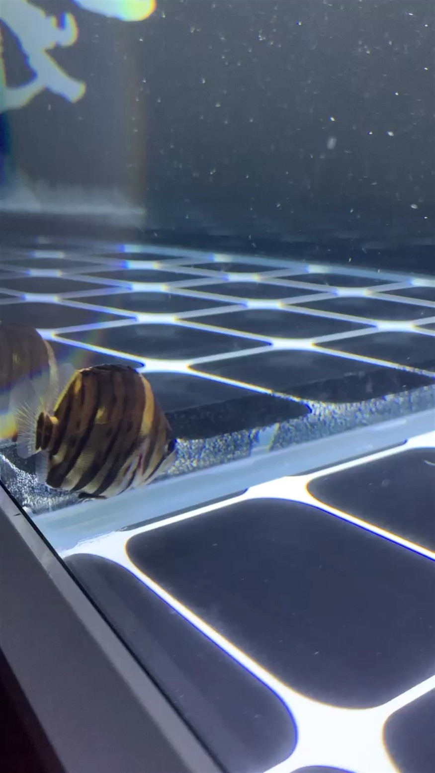 虎魚是不是病了？